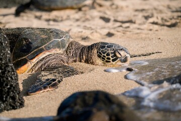 Wall Mural - Sea turtle resting on a sandy beach near the water's edge.