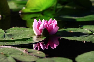 Wall Mural - Close-up of a pink water lily flower on a green lily pad with its reflection in the water