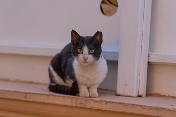 Black and white cat sitting on a ledge.