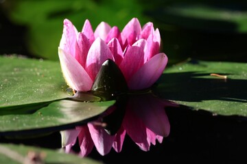 Wall Mural - Close-up of a pink water lily flower on a green lily pad with its reflection in the water