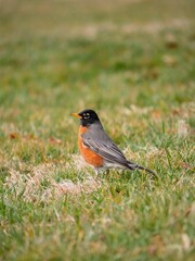 Wall Mural - American Robin on a grassy field