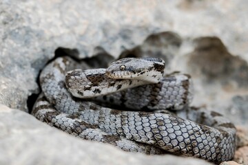 Wall Mural - A detail shot of European Cat snake (Telescopus fallax) or Soosan Snake, on the island of Malta.