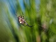 © Wirestock - Spider on its web with blurred green background