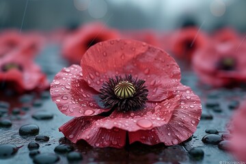 Poster - A close-up view of a wet red poppy flower surrounded by dew-covered pebbles in a serene outdoor setting during a rainy day