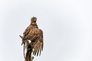 Poster - Brown Snake Eagle (Circaetus cinereus) in the rain. This completely wet Brown Snake Eagle is drying his wings before flying away in the Kruger National Park in South Africa