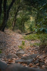 Canvas Print - Scenic view of green plants in Rmilat park, Tangier, Morocco