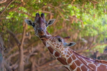 portrait of two giraffes in nature