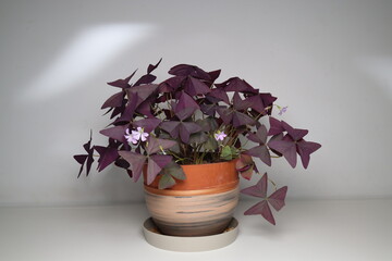 Oxalis triangularis, the purpleleaf false shamrock, perennial plant in the family Oxalidaceae, Giant shamrock  in bloom, on white background