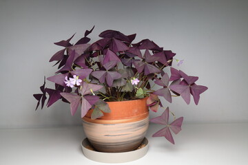 Oxalis triangularis, the purpleleaf false shamrock, perennial plant in the family Oxalidaceae, Giant shamrock  in bloom, on white background