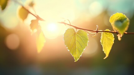 A close up of a vine, its tendrils spiraling and twisting as it climbs towards the sunlight.