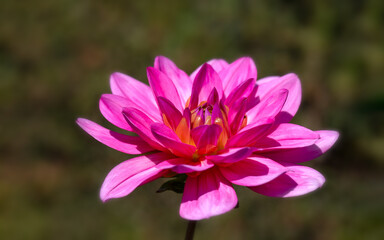 Closeup of a single flower of Dahlia 'Gerrie Hoek' in a garden in late summer