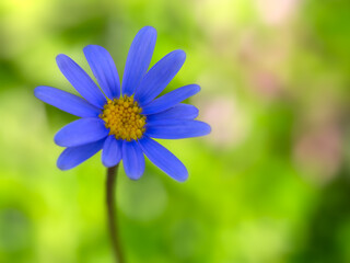 Closeup of a single flower of kingfisher daisy (Felicia amelloides) in a garden in summer