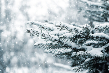 Wall Mural - snow-covered spruce branches during snowfall