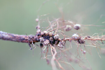 Wall Mural - Nodules of soybean roots. Atmospheric nitrogen-fixing bacteria live inside.