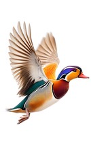 Poster - Mandarin Duck Bird Flying on White Background, Photo Realistic, Wallpaper, Cover and Screen for Smartphone, PC, Laptop, 9:16 and 16:9 Format