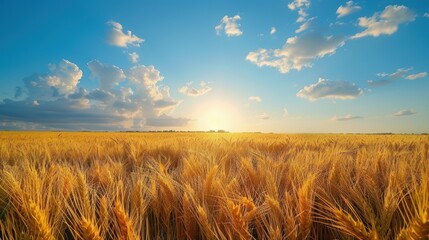 Golden wheat field under a vibrant sky at sunrise in a rural agricultural landscape