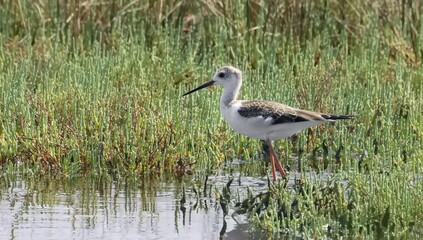 Wall Mural - Black-winged stilt juvenile (Himantopus himantopus) birds of Montenegro