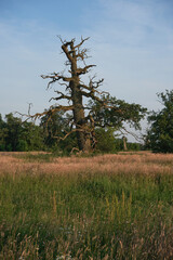 The Rogalin Landscape Park. Poznan. Greater Poland