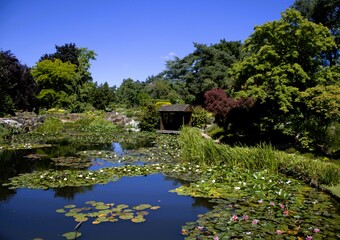 A wooden house by a pond with a collection of decorative plants around it