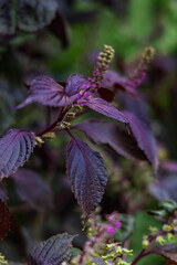 Red Shiso (Perilla frutescens var. crispa) growing up in garden. It is a culinary as well as medical herb.