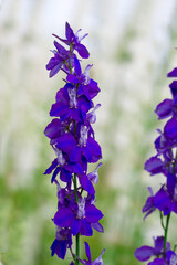 Wall Mural - beautiful flowers growing on Confetti fields