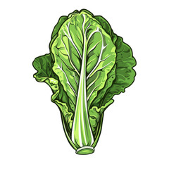 Wall Mural - A single head of fresh green lettuce with a white stem.