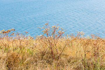 Wall Mural - sunburnt grass and water of lake on background