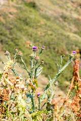 Wall Mural - natural thistle closeup on mountain slope, Armenia
