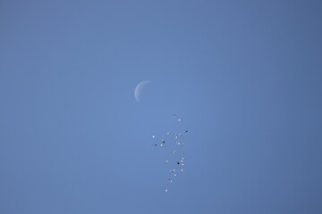 flock of birds flying over waning crescent moon in blue sky