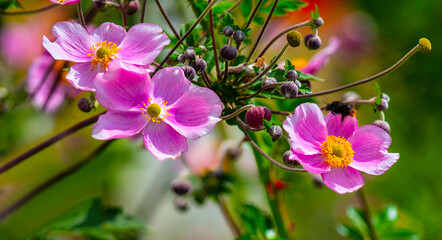 Aufkleber - Beautiful flowering Japanese anemone.
Perennial rhizomatous plant. The anemone genus belongs to the buttercup family (Ranunculaceae).
