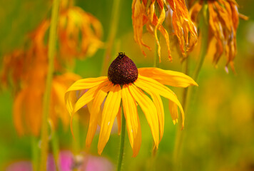 Aufkleber - Hairy rudbeckia, Rudbeckia hirta L.
It belongs to the genus of annual, biennial and perennial herbaceous plants of the Asteraceae family. Used in landscape design.
