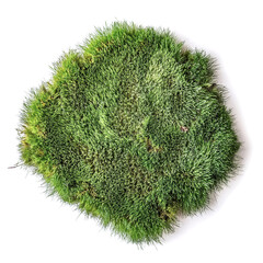 flat lay, top of views of patch of grass isolated on white background