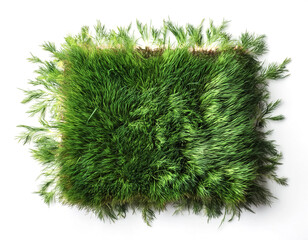 flat lay, top of views of patch of grass isolated on white background