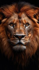 Wall Mural - majestic lion portrait closeup of regal face piercing eyes magnificent mane power and grace embodied soft natural lighting on white background