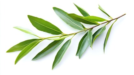 Poster - Green Willow Branch with Leaves Isolated on White