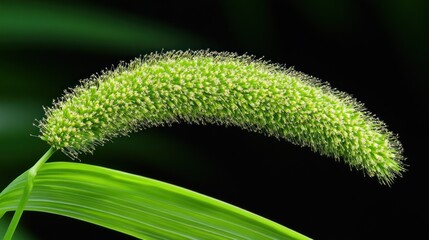 Poster - Green Grass Seed Head with Long Thin Spikes Against a Black Background