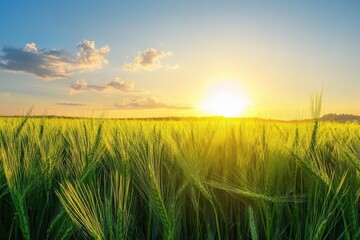 Poster - Sunset over green wheat field with sun