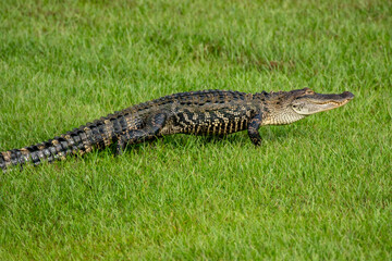 Sticker - Alligator walking in the grass in North Carolina