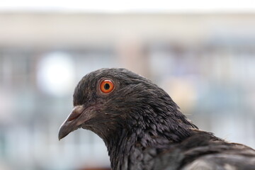 Pigeon closeup portrait, bird on the window, summer day, pigeon beautiful portrait, pigeons eyes in macro, Extreme Close Up