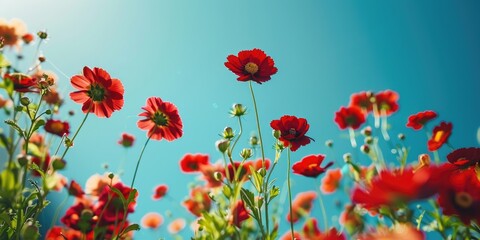 Poster - Stunning Garden featuring Vibrant Red Flowers against a Clear Blue Sky