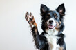 © Hunman - Happy dog giving a high five on white, with copy space area.