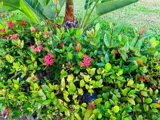 Tropical garden with vibrant red flowers and lush green foliage