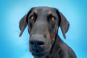 Poster - Funny head portrait of a male doberman dog isolated on colorful blue studio background