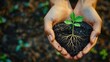 © meka_softpro_hub - Hands holding a small plant with roots in soil on Earth Day-gigapixel-standard-scale-6_00x