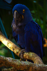 Hyacinth Macaw