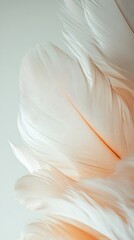 Poster - Close-up of soft white feathers with