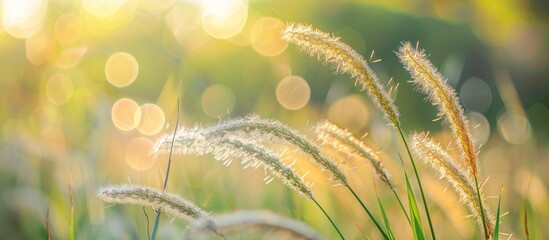 Sticker - Grass Flower Soft Focus