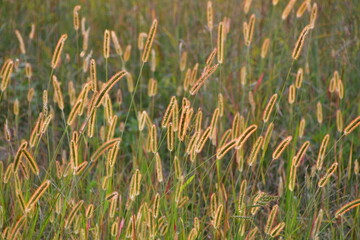 Wall Mural - Evening Foxtail Grass