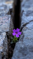 Wall Mural - Purple flower growing between concrete slabs