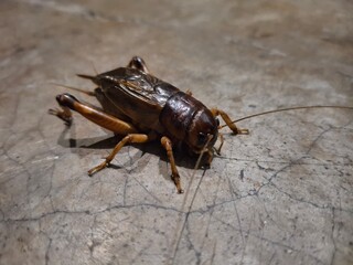 A giant cricket resting on a smooth, solid surface, displaying its intricate exoskeleton and long antennae.